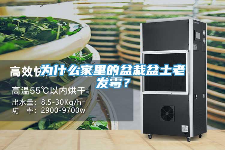 為什么家里的盆栽盆土老發(fā)霉？
