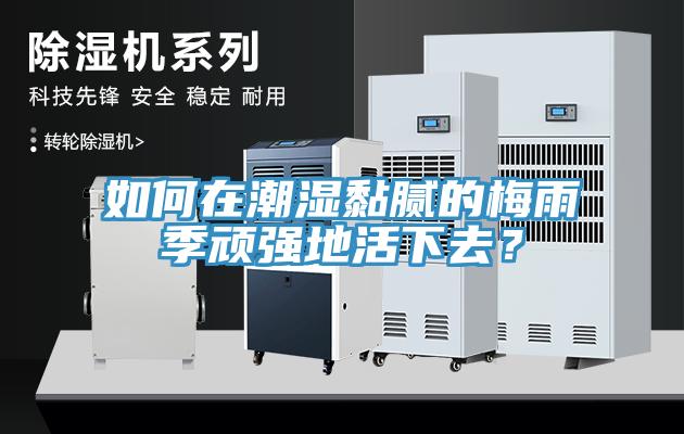 如何在潮濕黏膩的梅雨季頑強(qiáng)地活下去？