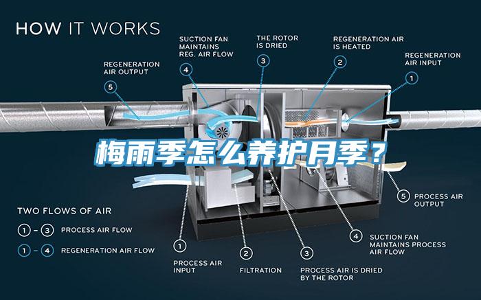 梅雨季怎么養(yǎng)護(hù)月季？