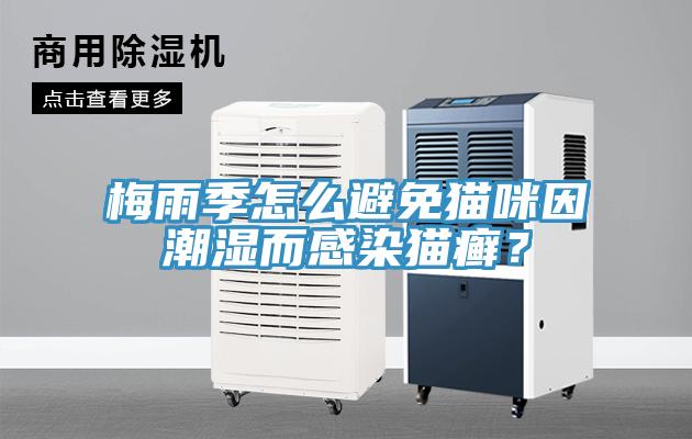 梅雨季怎么避免貓咪因潮濕而感染貓癬？