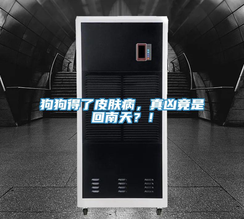 狗狗得了皮膚病，真兇竟是回南天？！