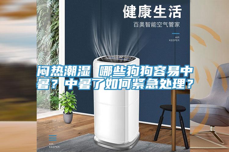 悶熱潮濕 哪些狗狗容易中暑？中暑了如何緊急處理？