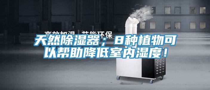天然除濕器；8種植物可以幫助降低室內(nèi)濕度！
