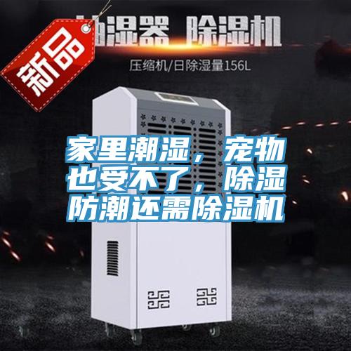 家里潮濕，寵物也受不了，除濕防潮還需除濕機(jī)
