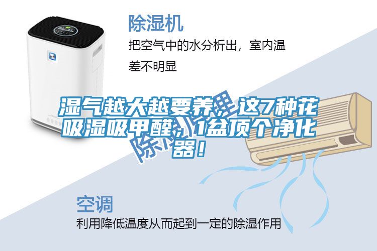 濕氣越大越要養(yǎng)，這7種花吸濕吸甲醛，1盆頂個凈化器！